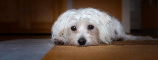 máltai selyemszőrű kutya